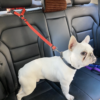 Correa Ajustable de Sujeción para Mascotas en Auto